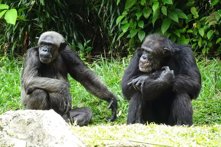 Image of chimpanzees.