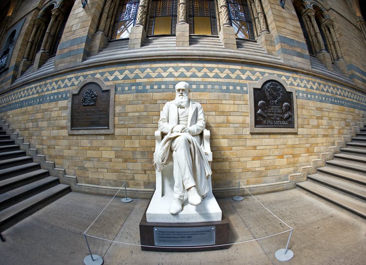 Image of a statue of Charles Darwin, Natural History Museum. London.