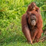 How orangutans mothers assistance their offspring discover