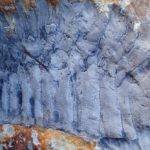 How we discovered a uncommon giant millipede fossil on a