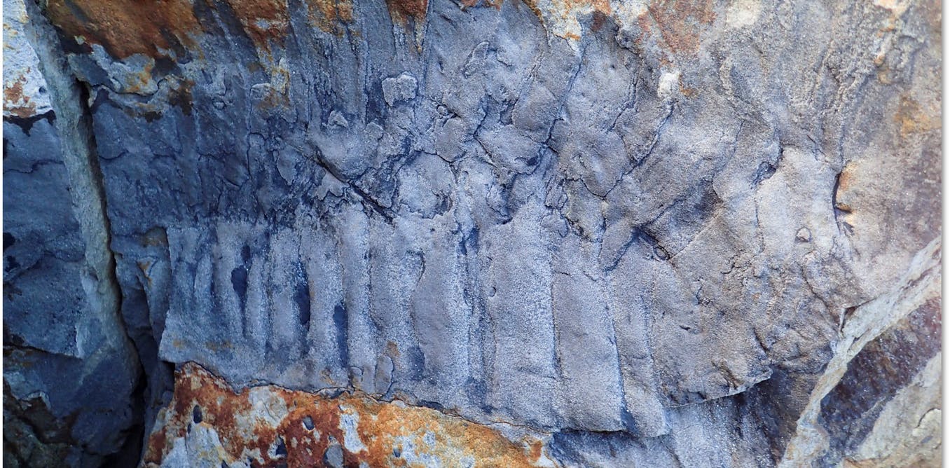 How we discovered a uncommon giant millipede fossil on a