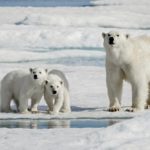 Polar bears ingesting reindeer ordinary conduct or outcome of local