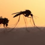 We researched the sounds of mosquitoes mating rituals – our