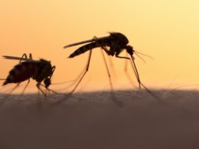 We researched the sounds of mosquitoes mating rituals – our
