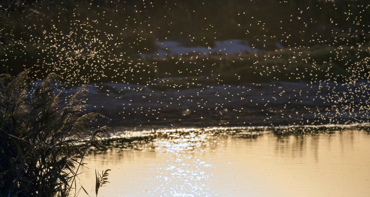 A swarm of mosquitoes over water.
