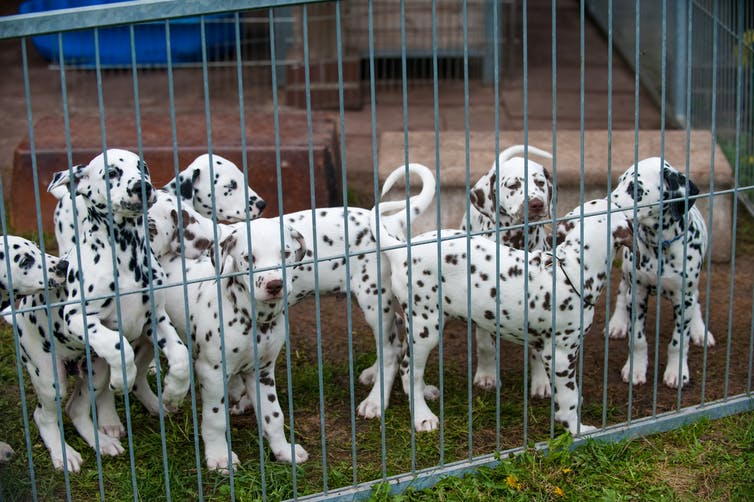 Dalmation puppies at a breeder