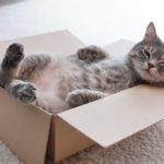 5 items to contemplate in advance of obtaining a feline