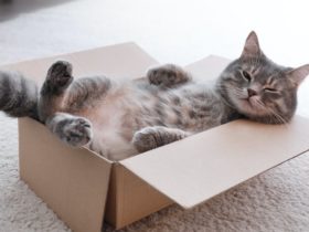 5 items to contemplate in advance of obtaining a feline