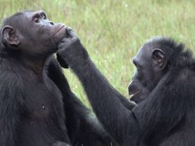 Chimpanzees rub insects on open wounds this is why its