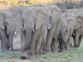 Early trauma has an effect on an elephants capability to