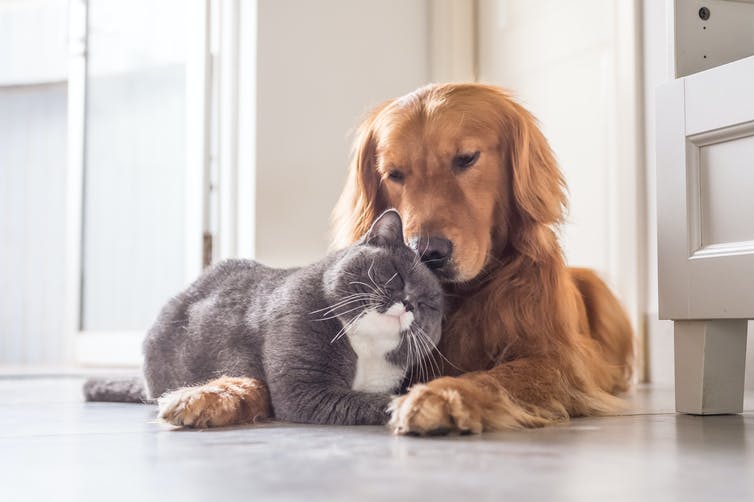 Grey and white cat cuddling up to a golden retriever