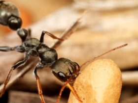 The insect brain we froze ants and beetles to study