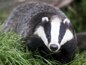 Why badgers are unfairly demonised and what we can