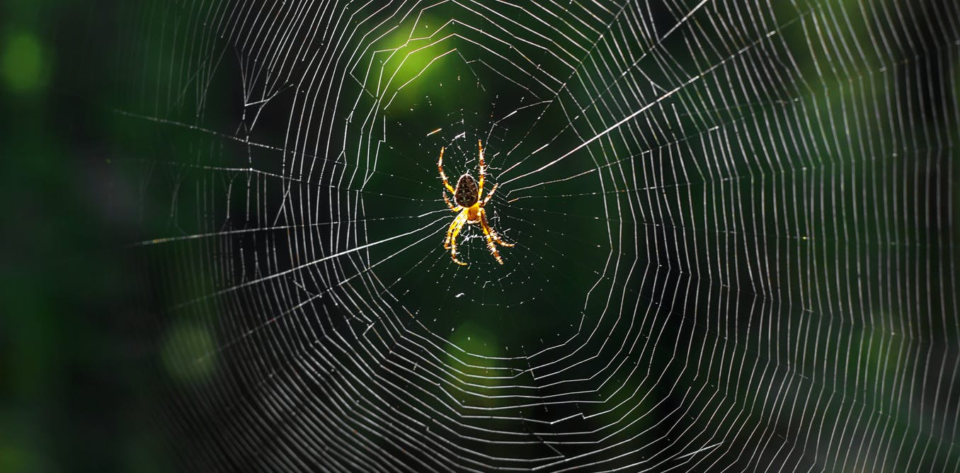How spider silk could 1 working day be applied in
