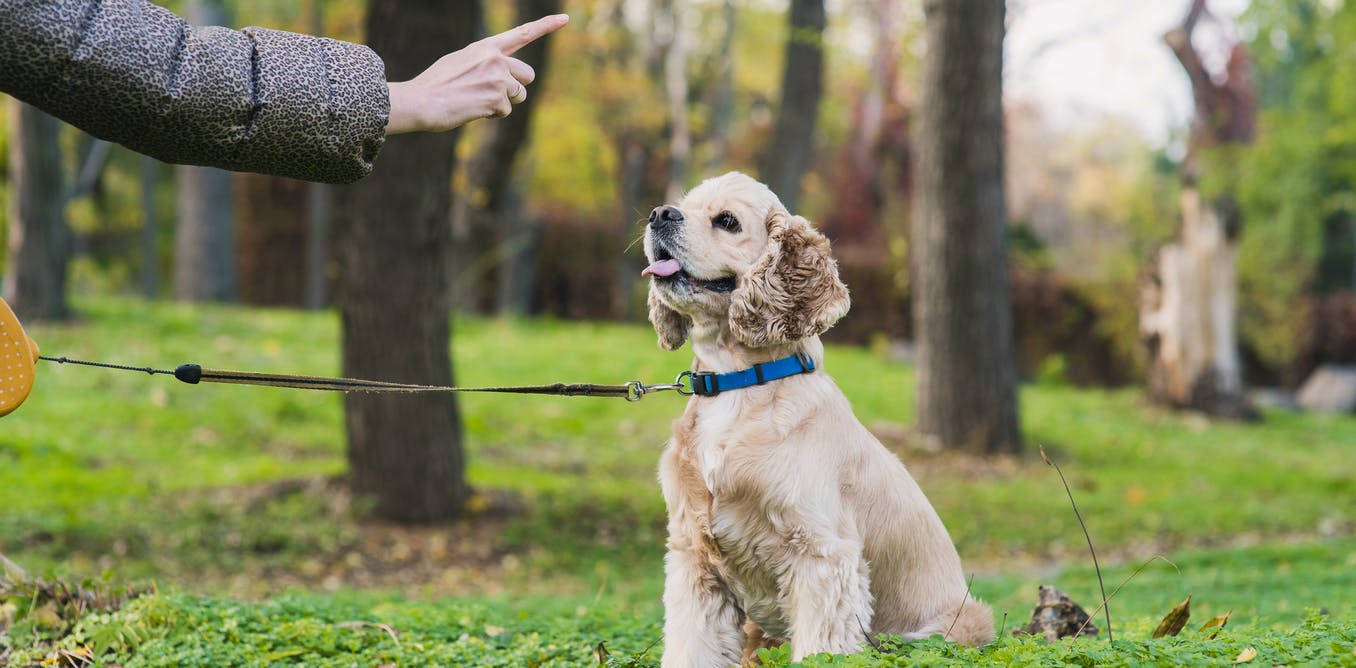 How to teach your pet dog in fundamental life capabilities