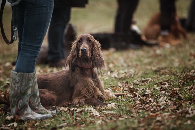 Irish setter sits by its owner at an obedience class