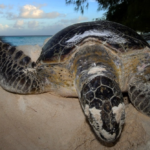How we identified that sea turtles in Seychelles have recovered