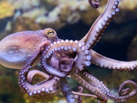 Octopus farms elevate huge animal welfare worries and they