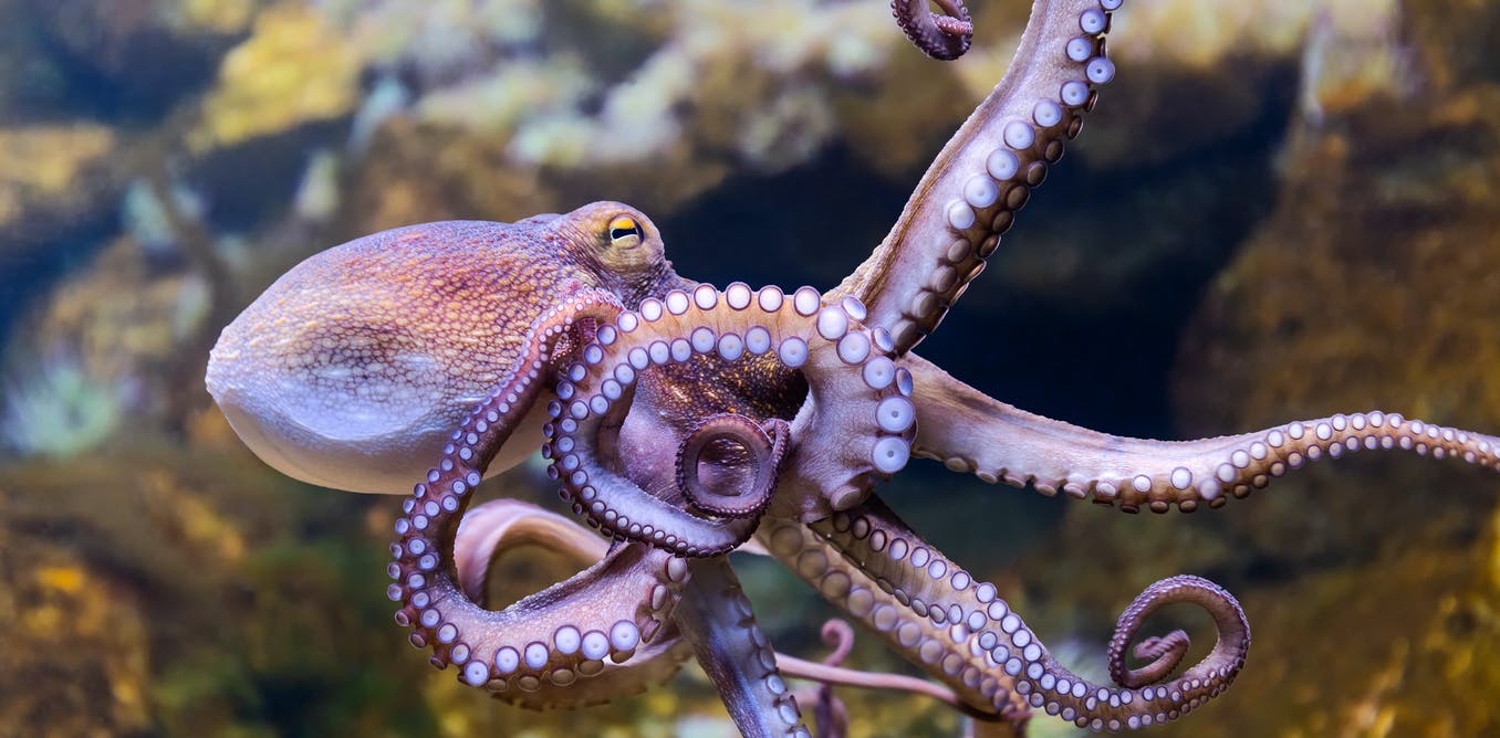 Octopus farms elevate huge animal welfare worries and they