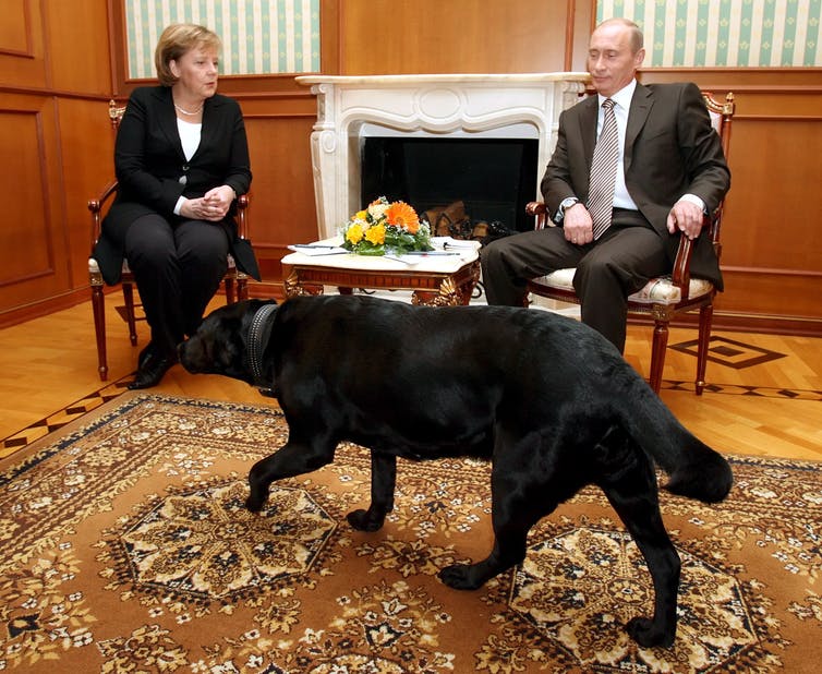 Image of  Putin's pet dog Koney walks in the room, where Russian President Vladimir Putin (R) talks to German Chancellor Angela Merkel