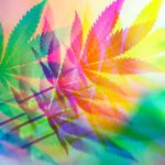 Cannabis how it has an effect on our cognition and