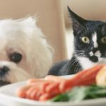 Four prime recommendations to help your animals stay lean and