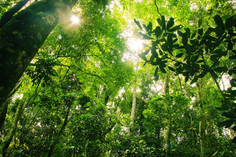 Dense Brazilian rainforest