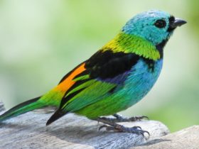 Heres how we proved that tropical birds are more vibrant