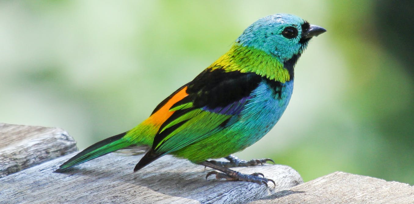 Heres how we proved that tropical birds are more vibrant
