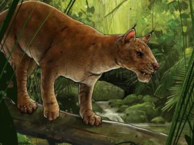How the 1st cat like sabre tooth predator was uncovered – and