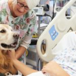Pet treatment how pet dogs cats and horses assist enhance