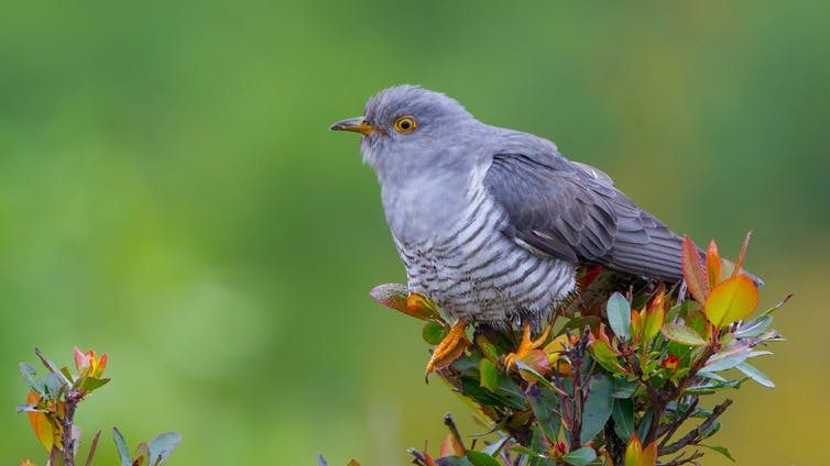 Cuckoo sitting on a green bush