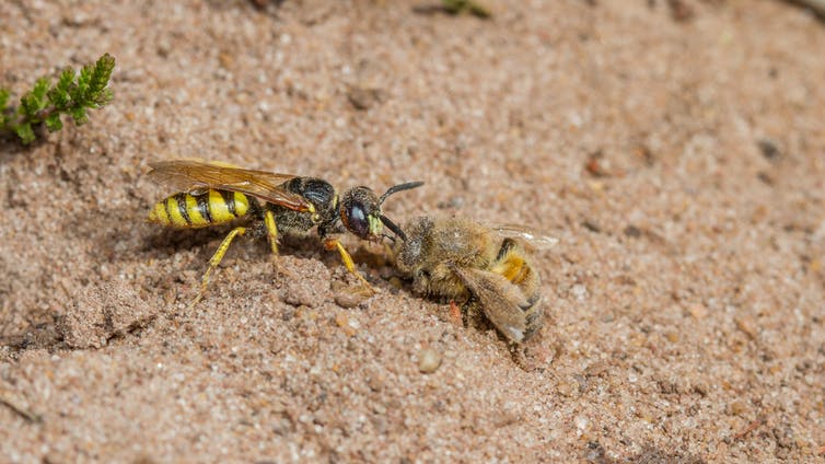 Beewolf, striped in bright yellow and black on the sandy ground with a honeybee