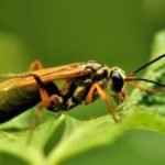 5 info about the grotesque attractiveness of solitary wasps