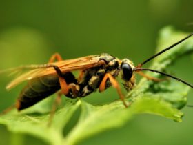 5 info about the grotesque attractiveness of solitary wasps