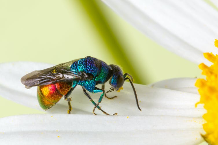 A close up of an emerald jewel wasp on a white flower petal