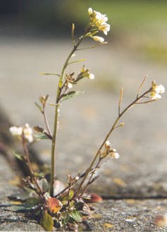 Image of Arabidopsis thaliana.