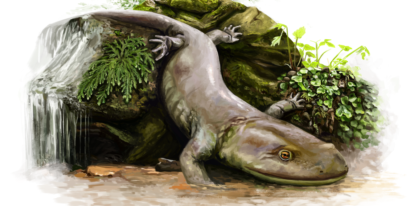 Ancient salamander was concealed inside of secret rock for 50
