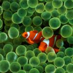 Check it out the iconic clownfish returns on your iPhone