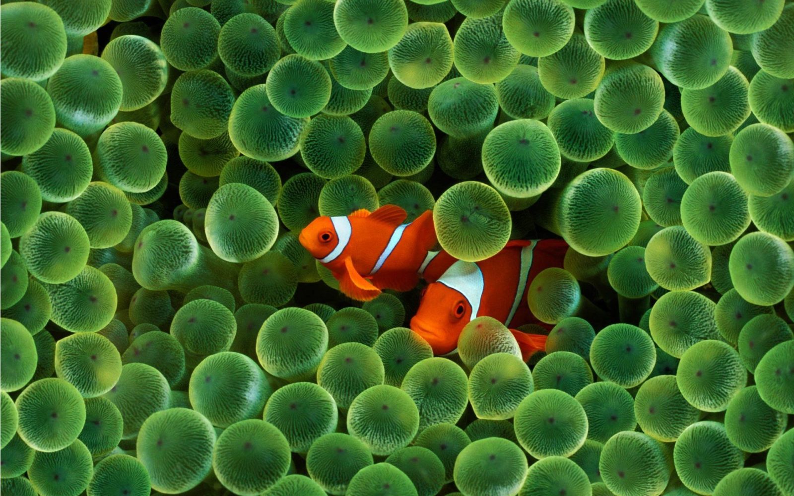 Check it out the iconic clownfish returns on your iPhone