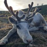 How reindeer eyes renovate in winter to give them twilight