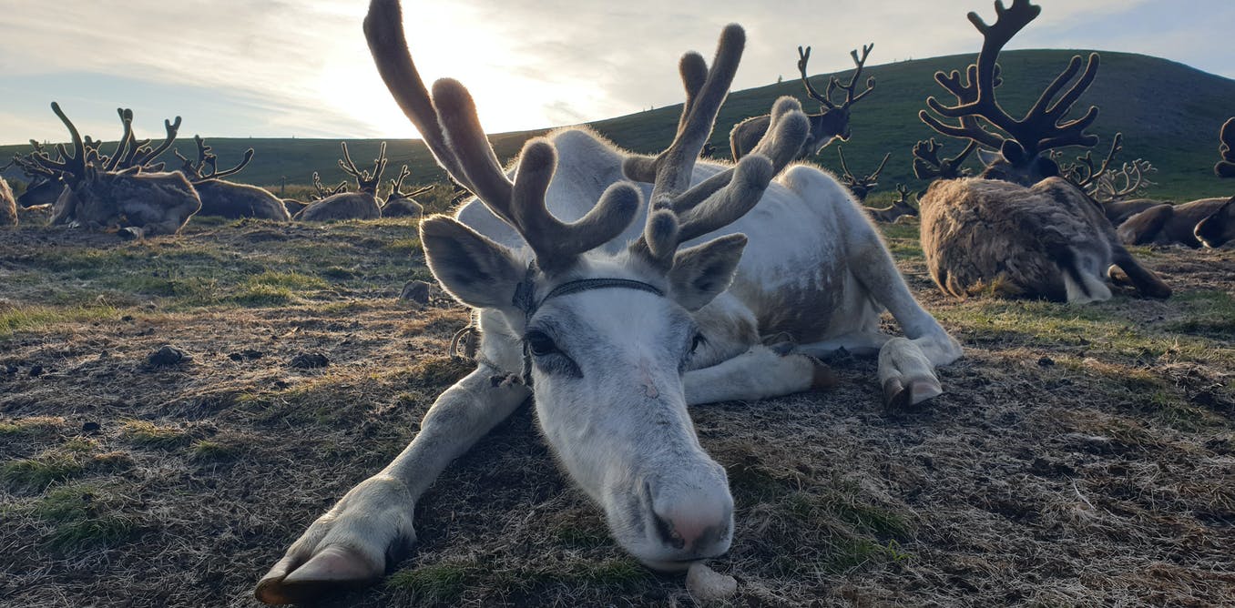 How reindeer eyes renovate in winter to give them twilight