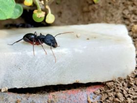 In defence of ants