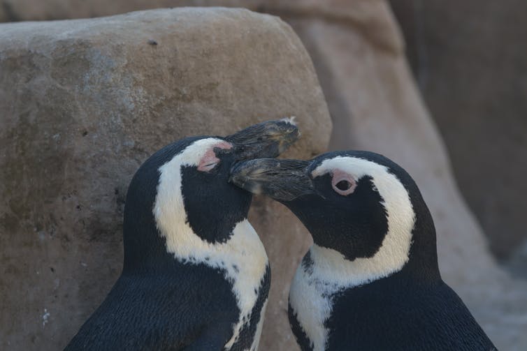 1659903408 442 Penguins adapt their voices to sound like their companions.0&q=45&auto=format&w=754&fit=clip