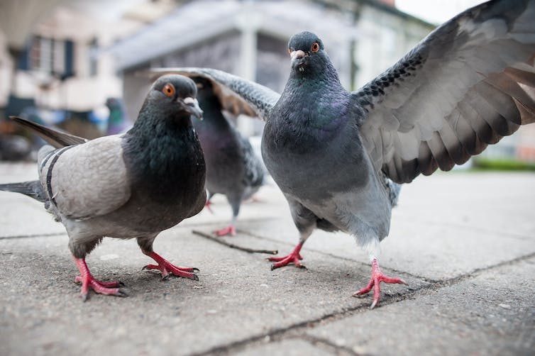 In defence of pigeons.0&q=45&auto=format&w=754&fit=clip
