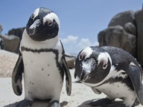 Penguins adapt their voices to sound like their companions