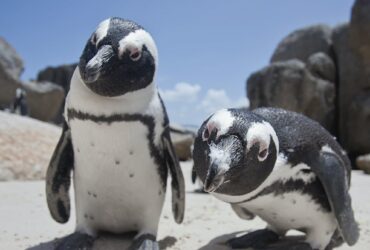 Penguins adapt their voices to sound like their companions
