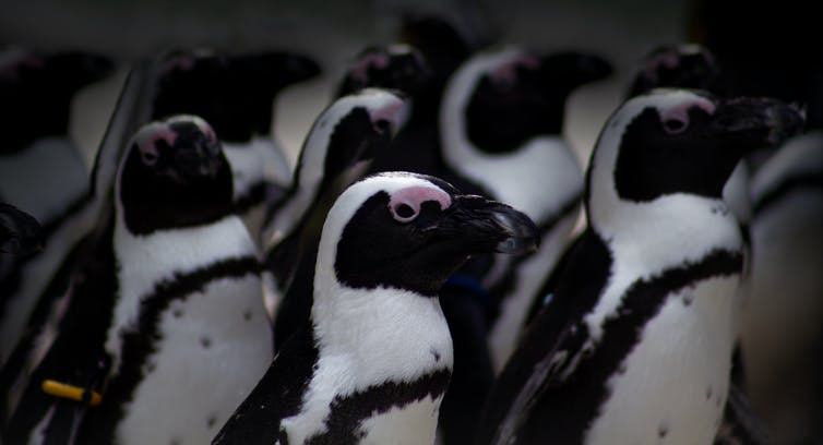 Penguins adapt their voices to sound like their companions.0&q=45&auto=format&w=754&fit=clip