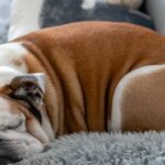 The overall health of British bulldogs is practically nothing to