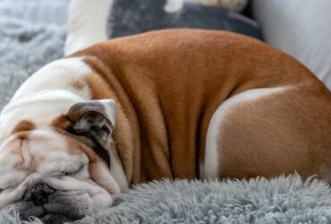 The overall health of British bulldogs is practically nothing to
